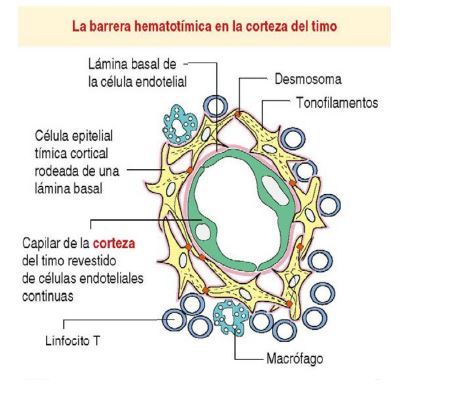 Barrera Hematotímica con capilares continuos