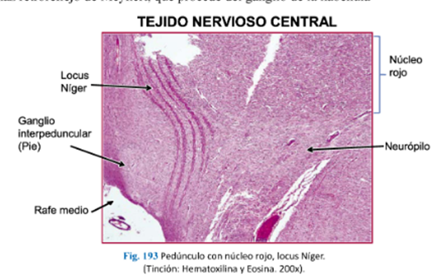 LLANOS , J. ; ZILVETTY , E. (2019)