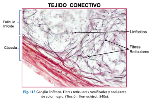 LLANOS , J. ; ZILVETTY , E. (2019)