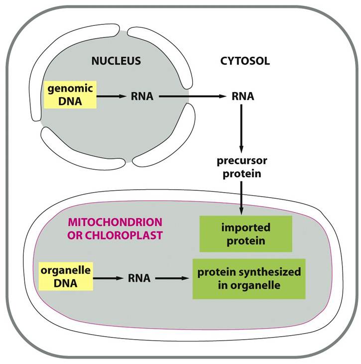 encoded by nuclear DNA,