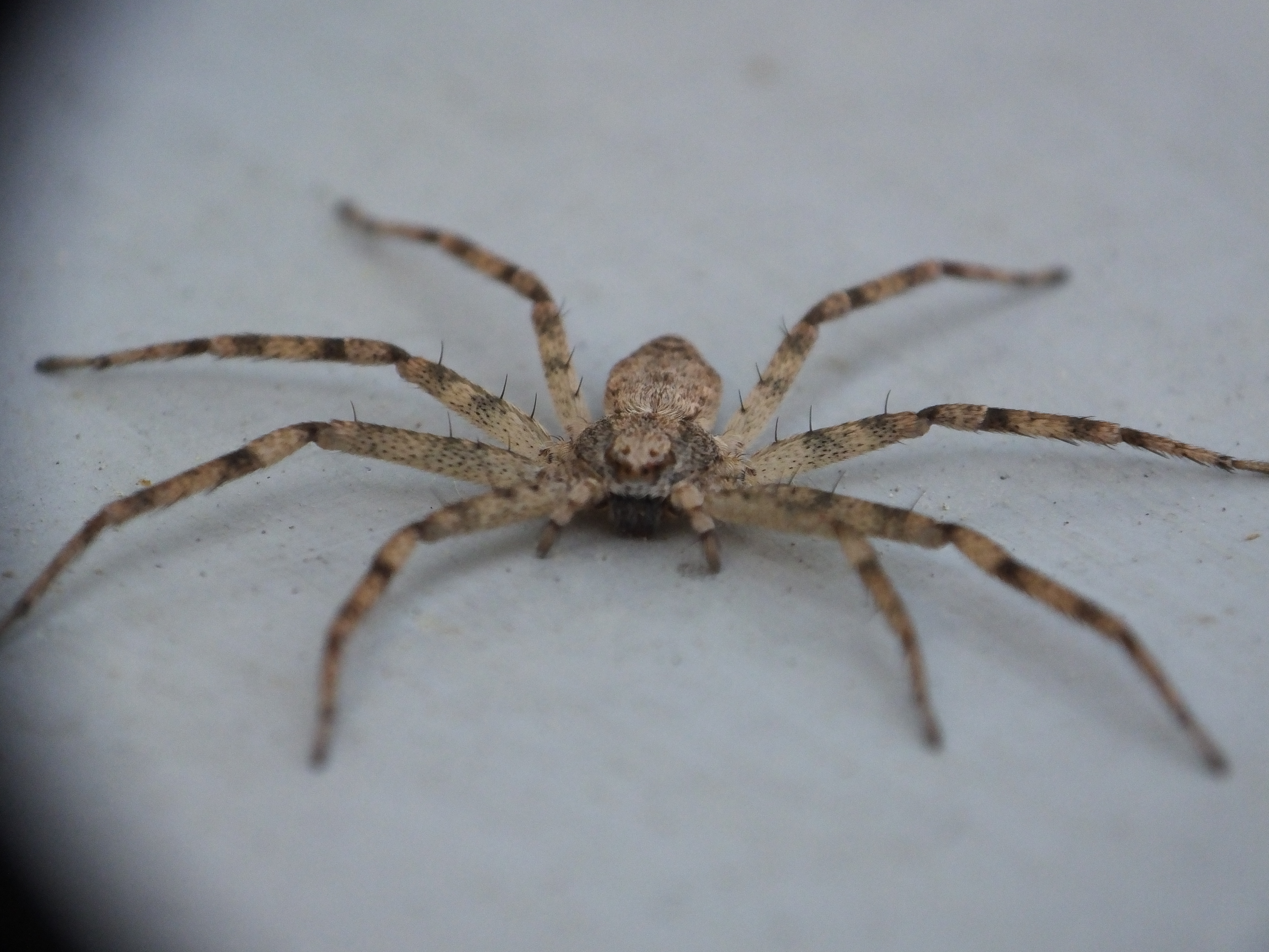 Spider (Araneae)