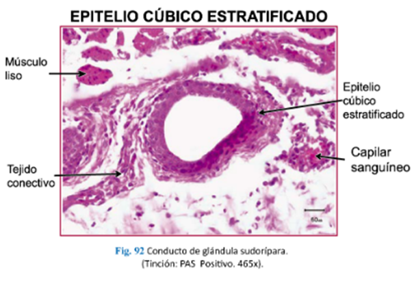 LLANOS , J. ; ZILVETTY , E. (2019)                      Epitelio cúbico estratificado