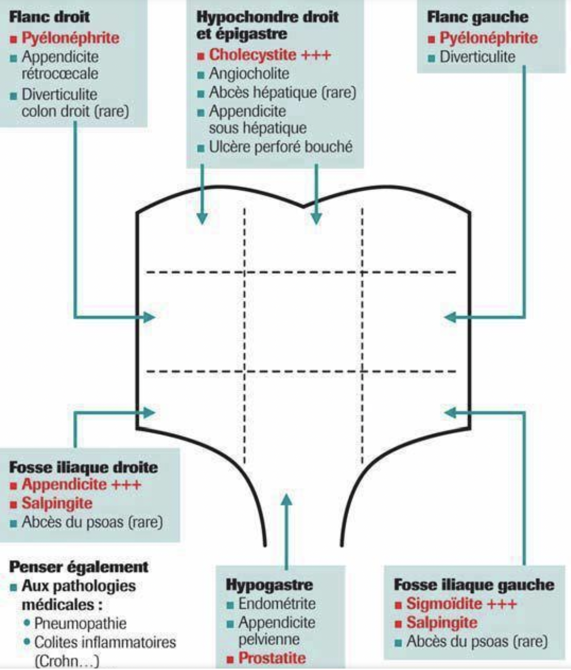 Région abdominale