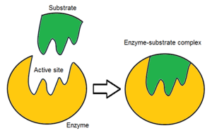 Example of a substrate and an enzyme