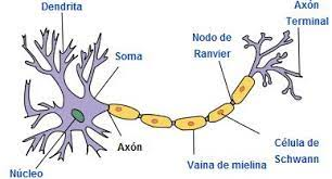 Axón o fibra nerviosa