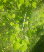 Populus tremuloides 
(trembling aspen)