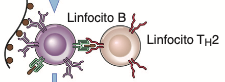 Activación de los linfocitos TH2 por el antígeno y
estimulación del cambio de clase IgE en
los linfocitos B