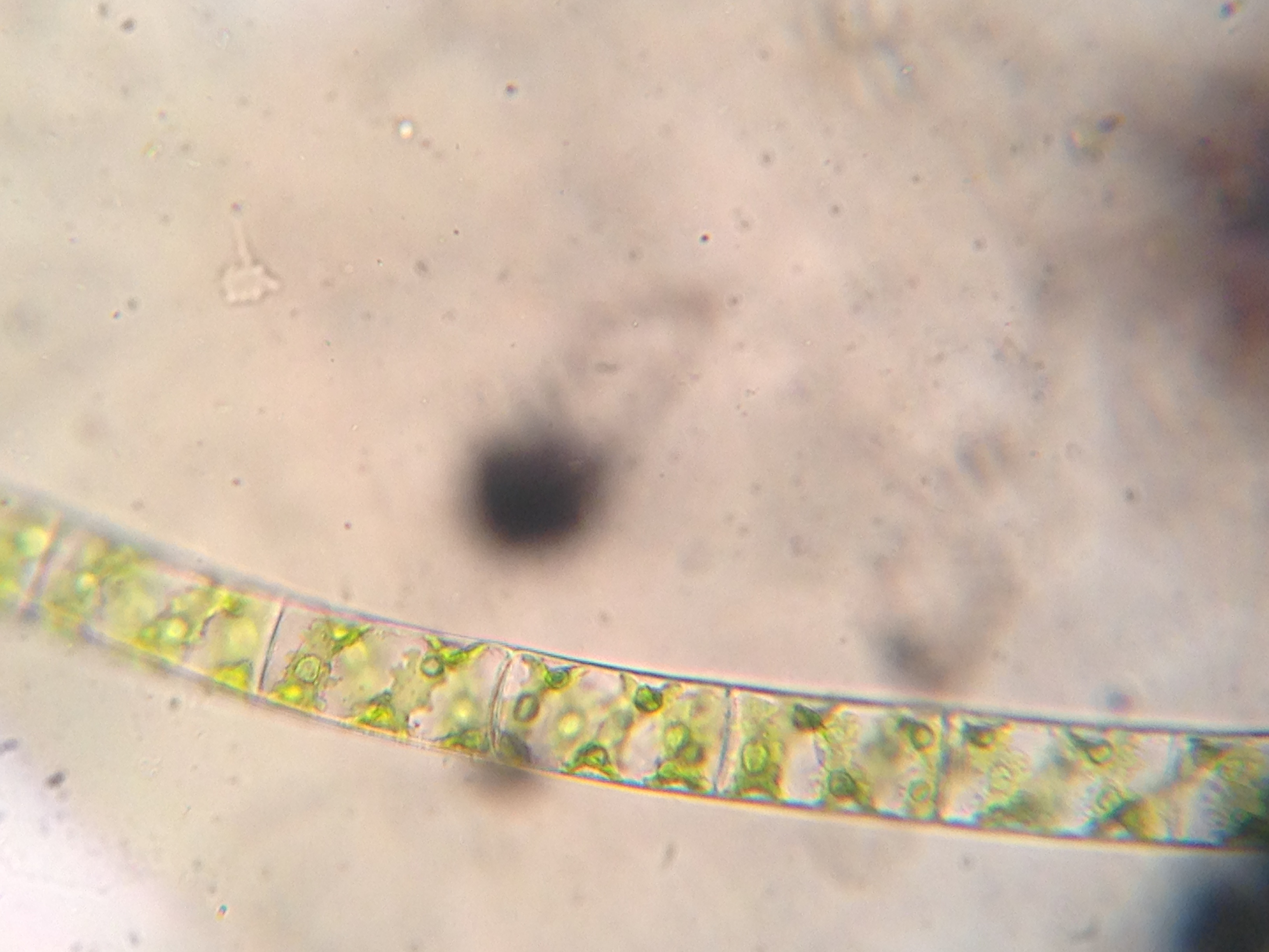 Spirogyra porticalis