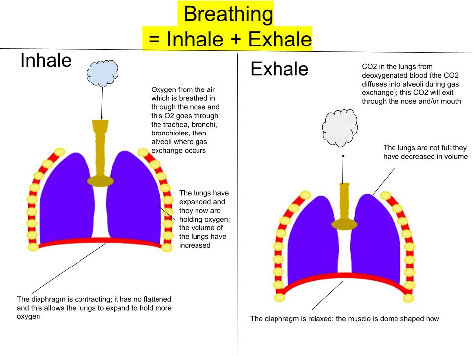 Breathing
Breathing is ultimately alternating the actions of inhaling (breathing in) and exhaling (breathing out)
- When you 