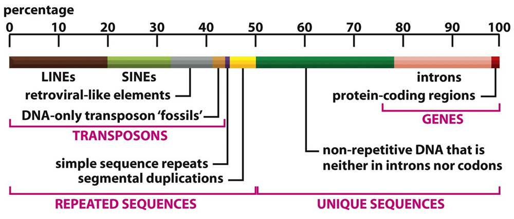 The Genome includes