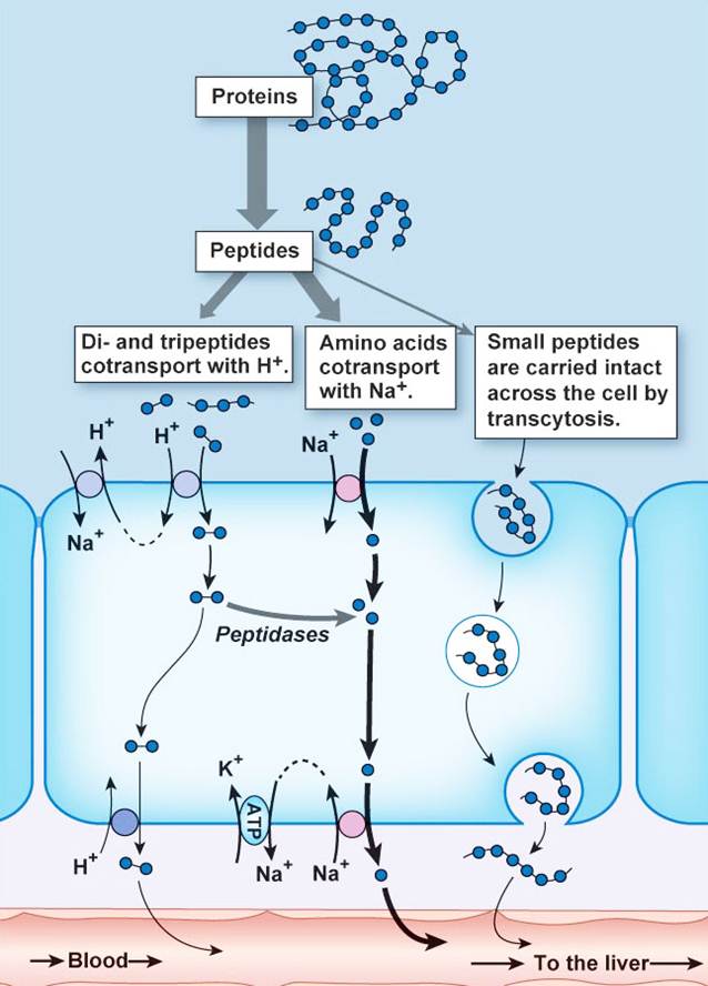 Absorption of AAs