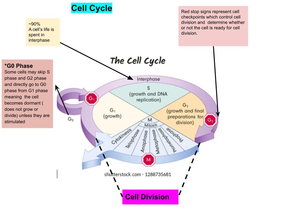 Cell Cycle
-The cell cycle is essentially life cycle 
-There are  3 main stages within this cycle; interphase, mitosis and cy