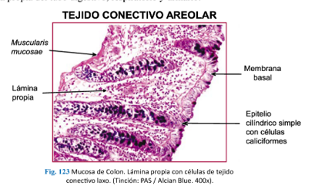 LLANOS , J. ; ZILVETTY , E. (2019)