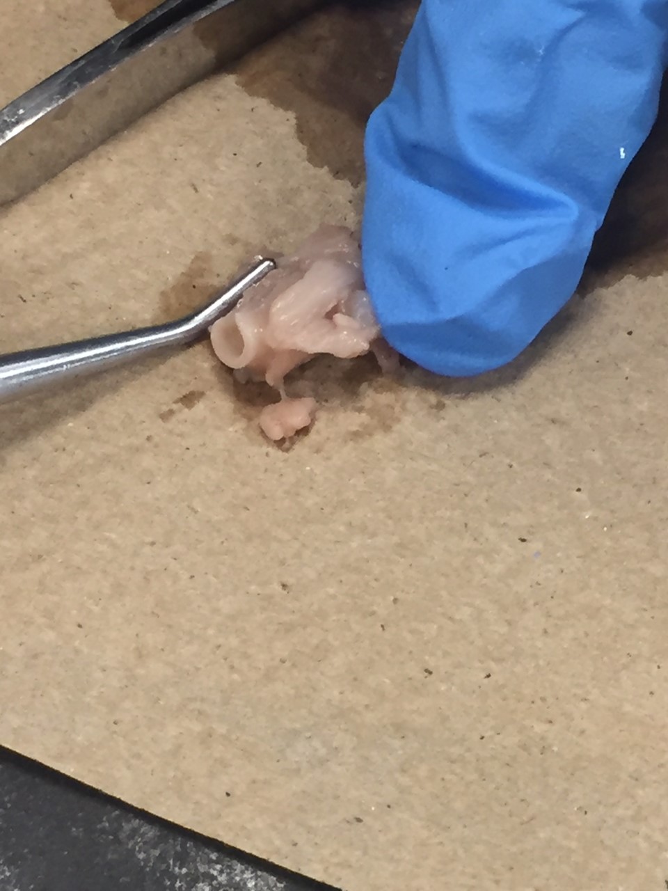 The probe is pointing at the pig's trachea