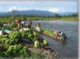 Agricultura: platano y cacao principalmente