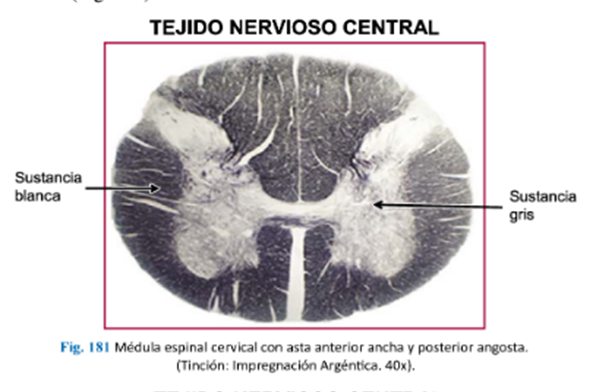 LLANOS , J. ; ZILVETTY , E. (2019) M.e cervical