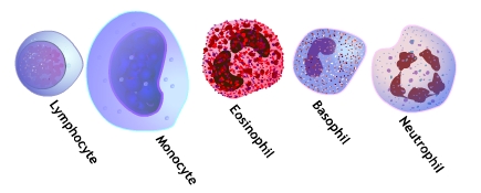 White Blood Cells
(Leukocytes)