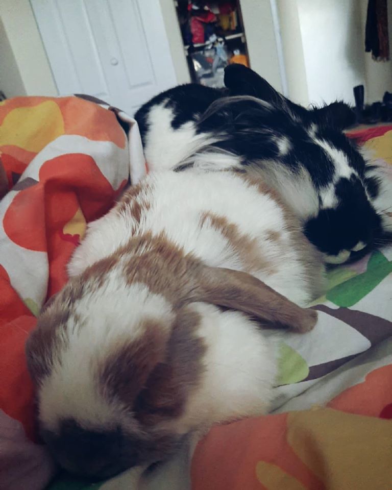 Our rabbits, Eddie and Helen