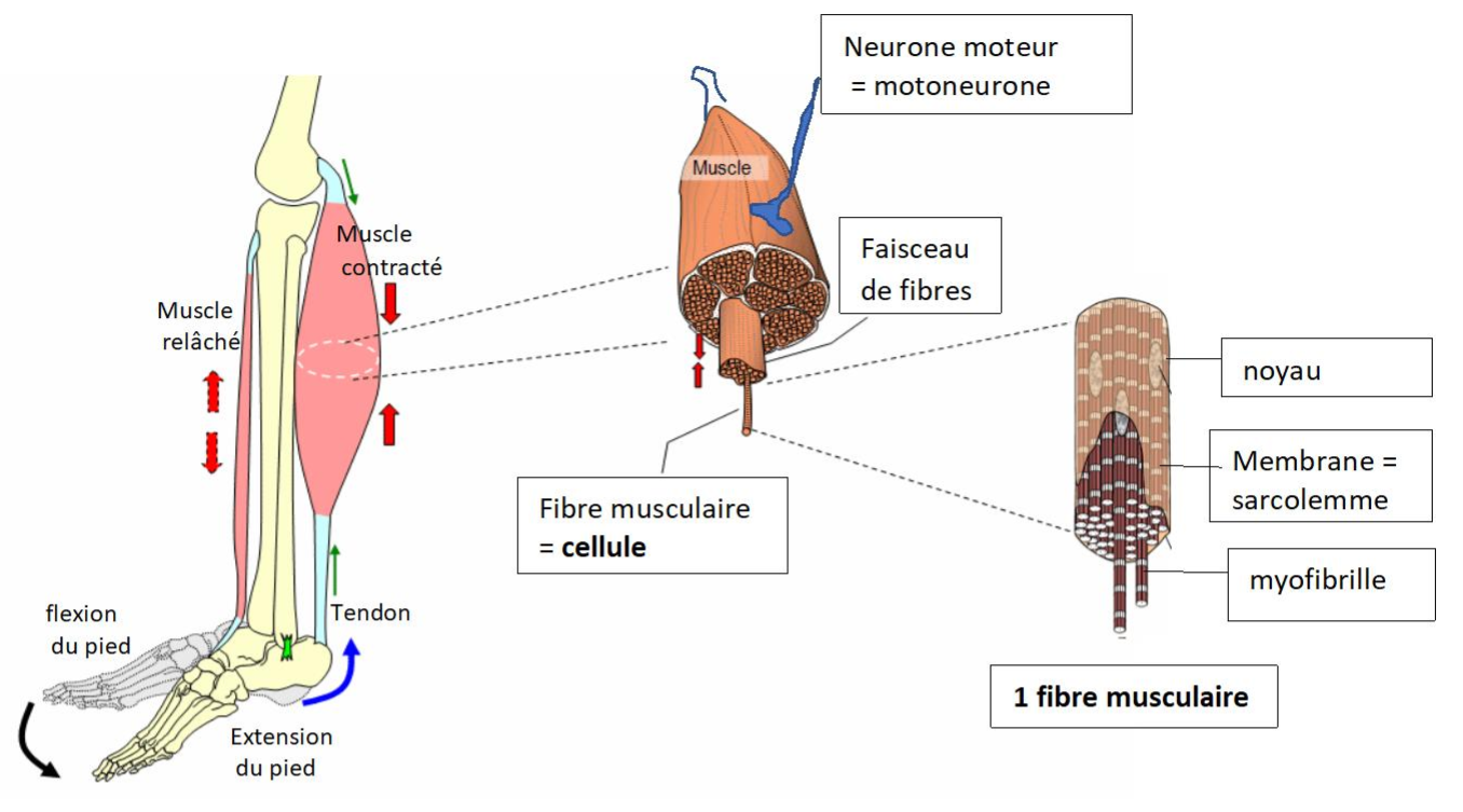 la cellule musculaire dans le muscle