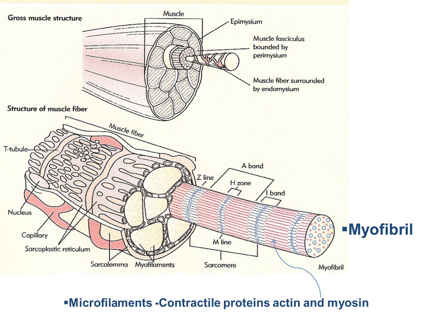 Composed of very organized system of Myofilaments