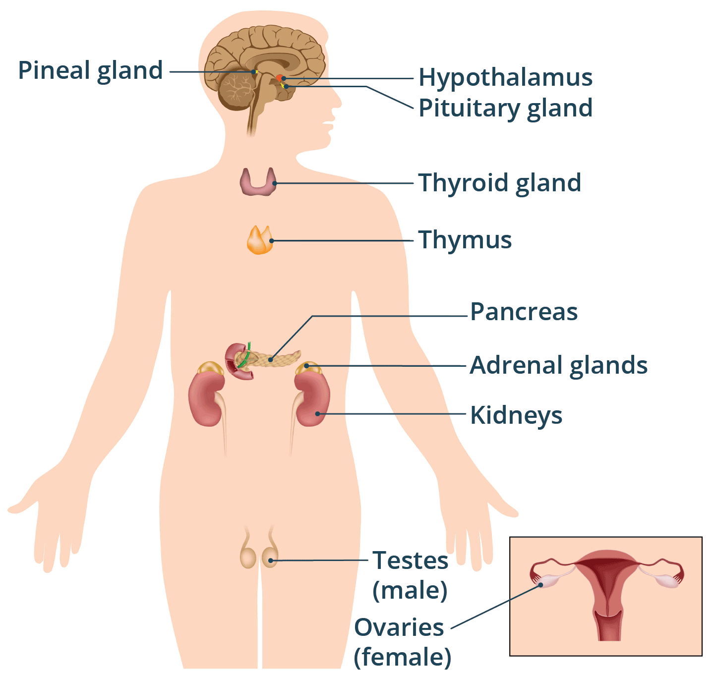 Endocrine System