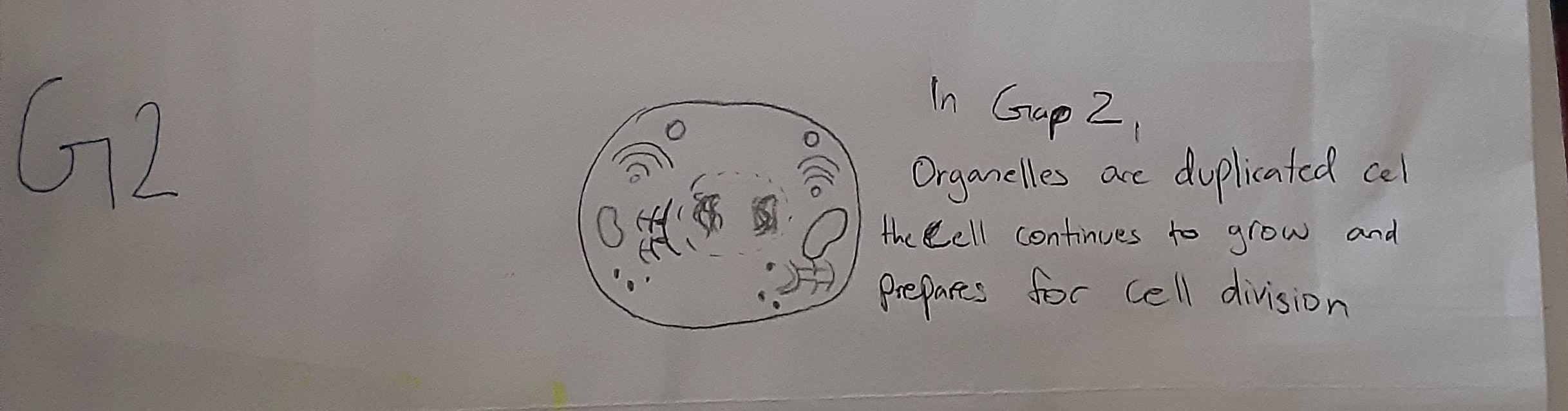 G2 (Gap 2)
At this stage, the cell prepares to divide so organelles are duplicated