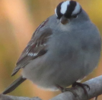 Zonotrichia leucophrys
(White-crowned Sparrow)