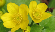 Caltha palustris 
(Yellow Marsh Marigold)