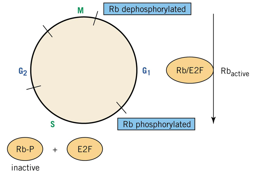 Role of RB in the cell cycle regulation