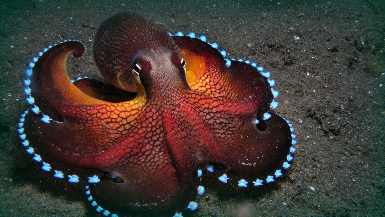 Representative Species:
- Octopus