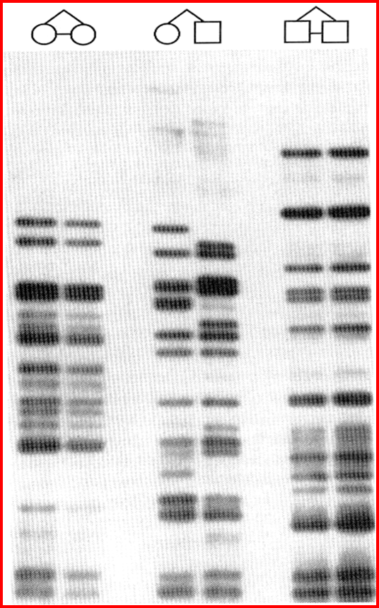 DNA fingerprinting