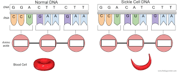 Point Mutation (Info in the side)