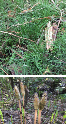 Equisetum arvense 
(horse tails)