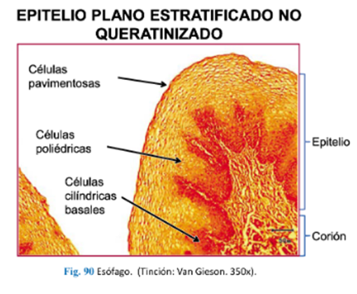 LLANOS , J. ; ZILVETTY , E. (2019)                       Epitelio plano estratificado no queratinizado(hu'medo)