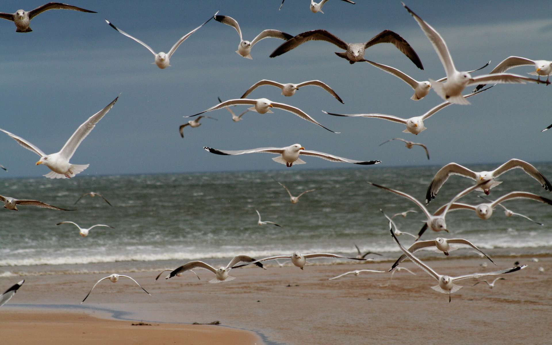 Drôle de cohabitation avec les oiseaux