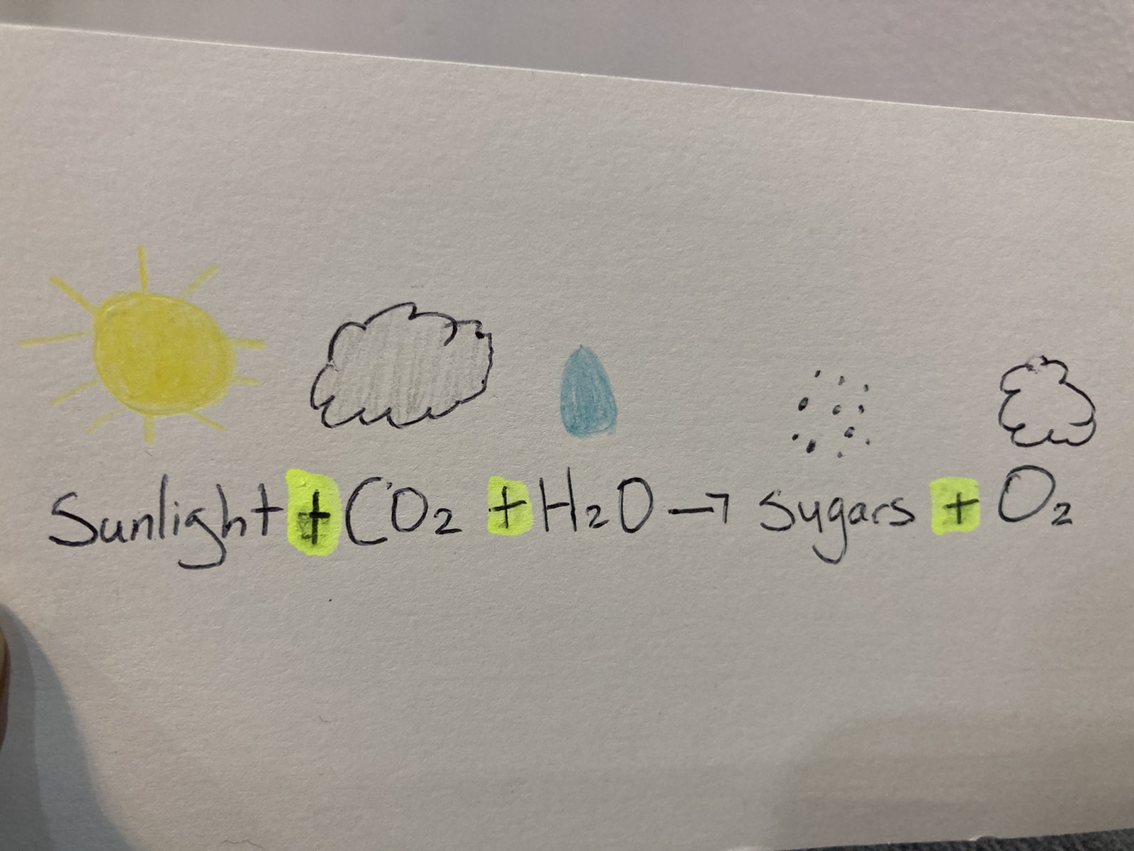 Photosynthesis
Photosynthesis is the process of converting sunlight, water, and carbon dioxide into nutrients the cell can ac