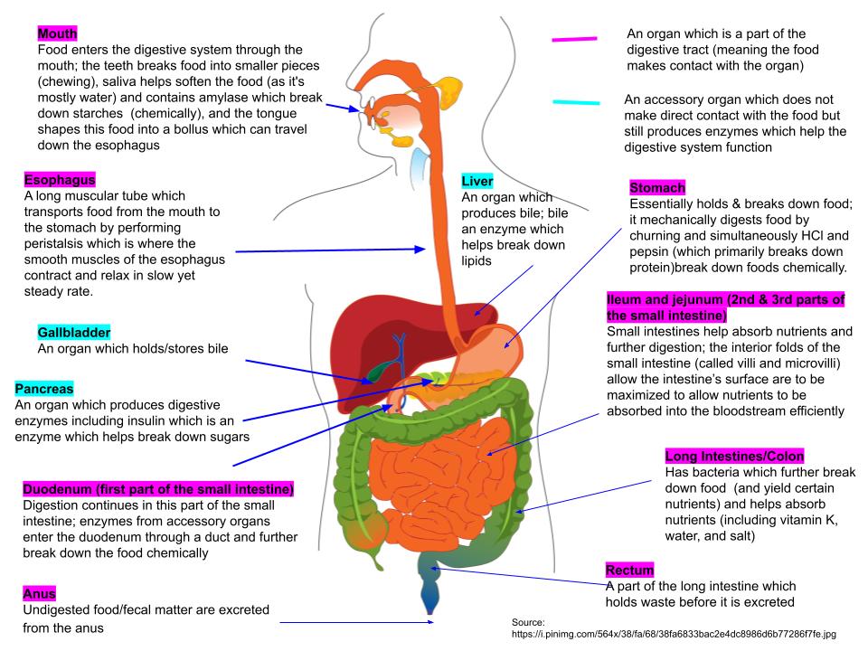 Parts of the Digestive System:
Digestive Tract:
Mouth 
Esophagus
Stomach
Large Intestine
Smal Intestine
Anus
Accessory Organs