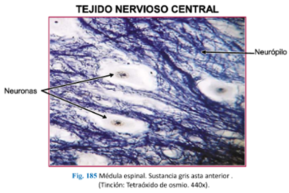 LLANOS , J. ; ZILVETTY , E. (2019)