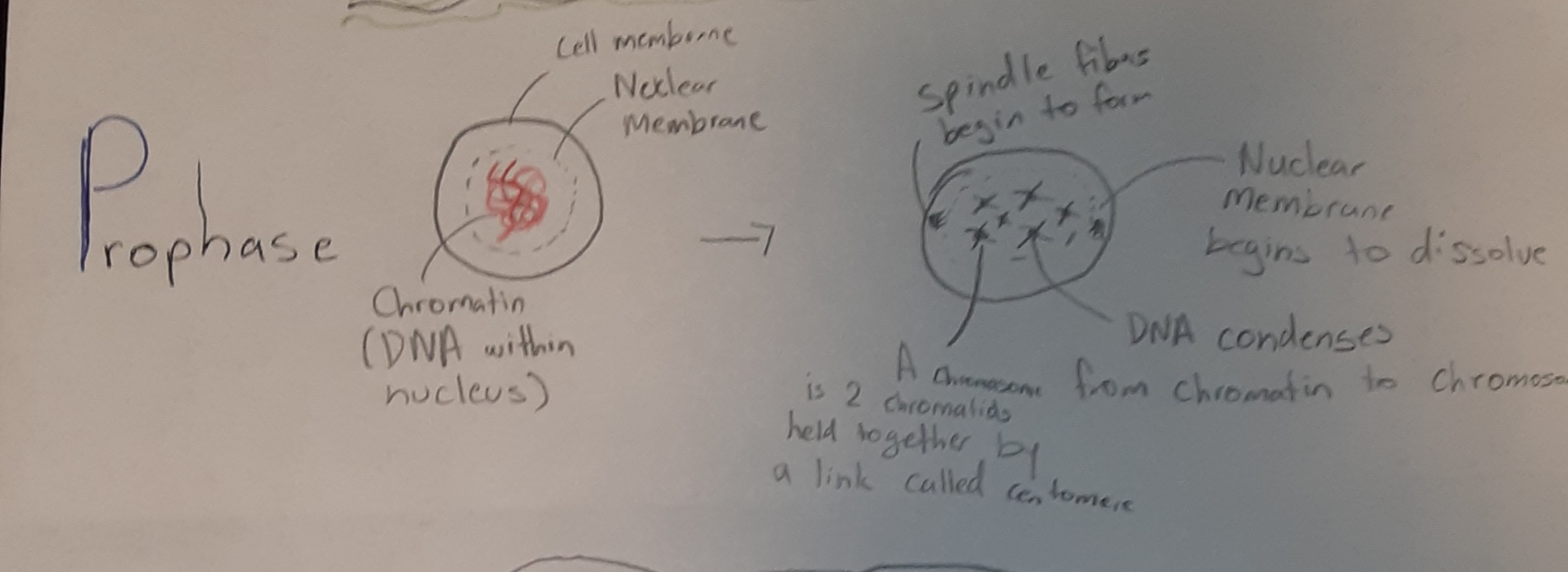 Prophase (at this stage...)
- Chromatin (long spaghetti like structures) condense into chromosomes (which look like an X) 
-N