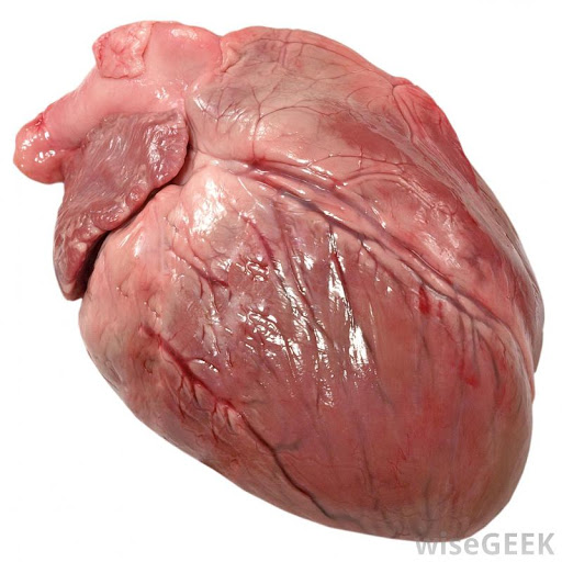 Organ
A complex structure made of various tissues which perform 
many specific functions
Ex. The heart  is made up of various