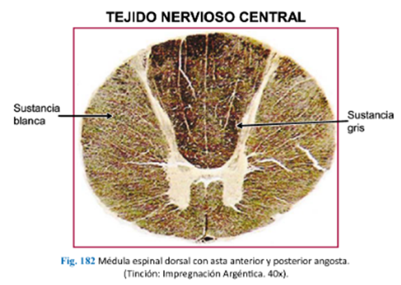 LLANOS , J. ; ZILVETTY , E. (2019) M.e dorsal