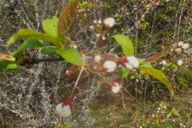 Prunus virginiana