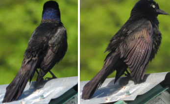 Sturnus vulgaris (European sparling)