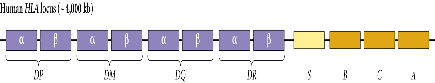 E.g. Major Histocompatibility Complex - HLA genes