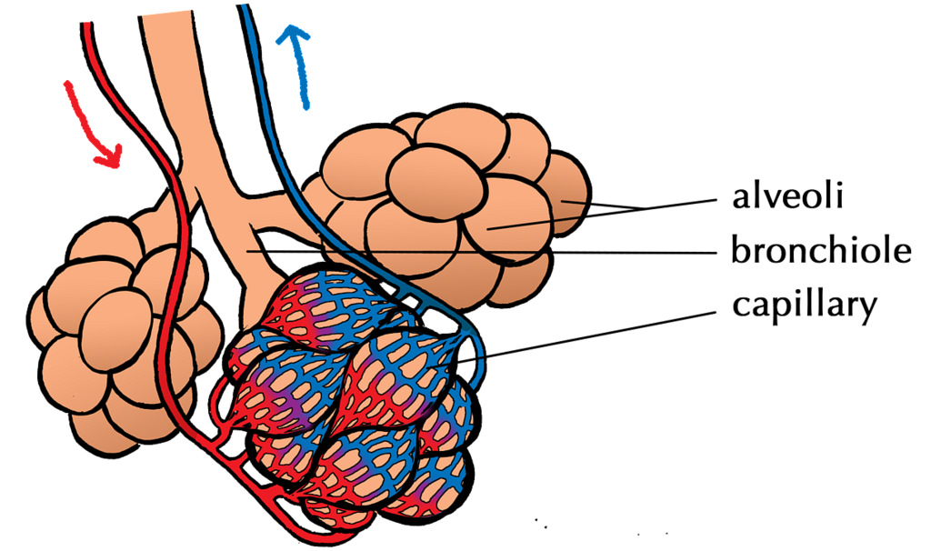 Picture of the alveoli