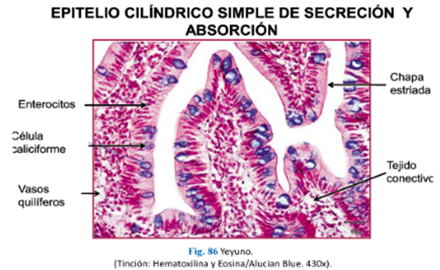 LLANOS , J. ; ZILVETTY , E. (2019)             epitelio de secresio'n y absorcio'n funcion mixta, celulas calciformes y enter