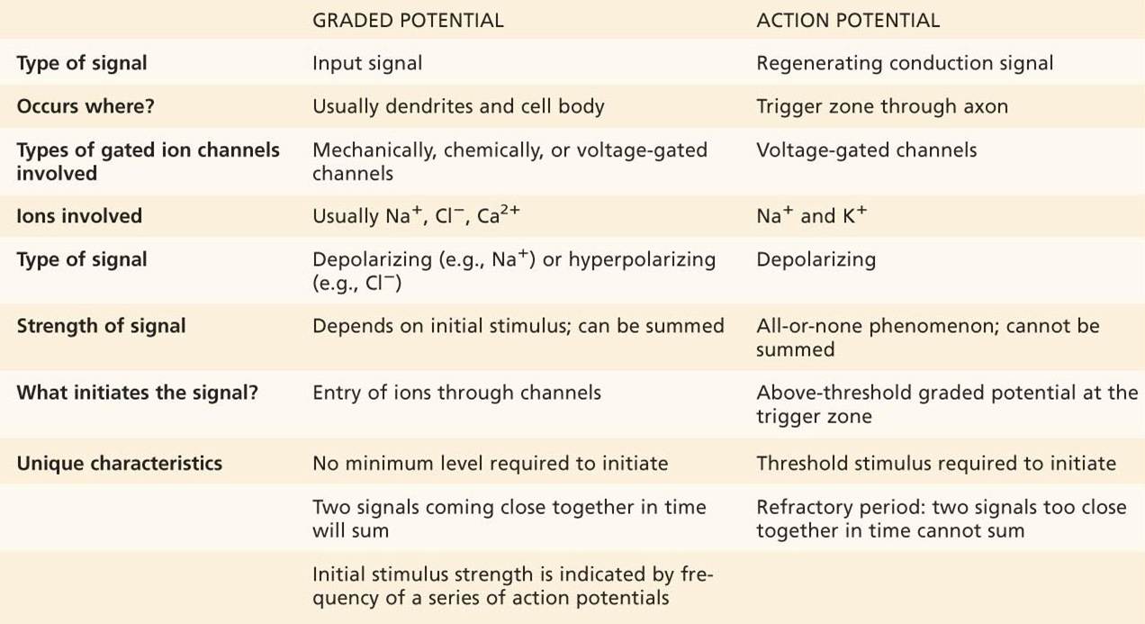 A COMPARISON OF GRADED POTENTIALSTO ACTION POTENTIALS