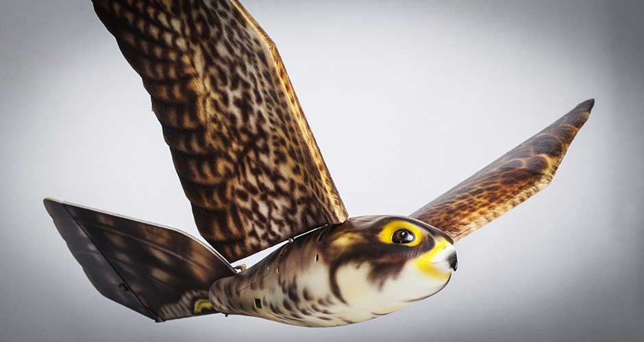 Drones oiseaux chasseurs de vrais oiseaux