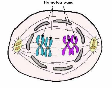 After chromosomes cross over (late prophase)