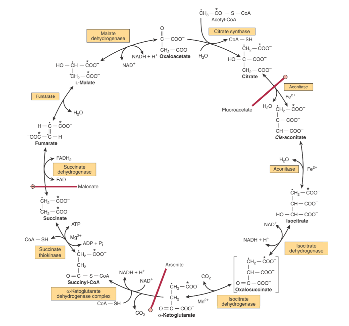 CICLO COMPLETO